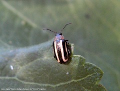 Disonycha argentinensis