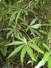Cissus palmata