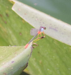 Ceriagrion cerinorubellum