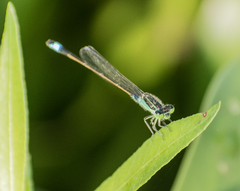 Ischnura senegalensis