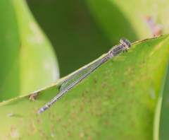 Ischnura senegalensis