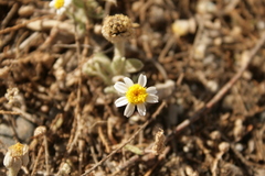 Anthemis tomentosa