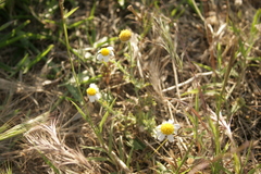 Anthemis tomentosa