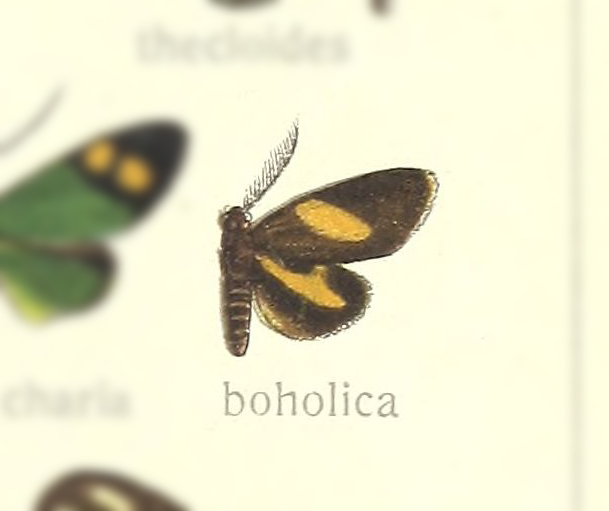 Docleomorpha
