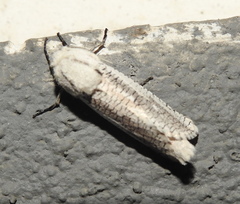 Azygophleps pusilla