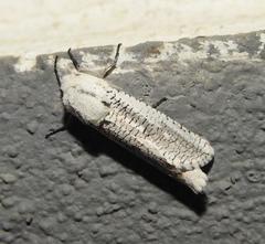 Azygophleps pusilla