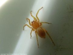 Dysderoidea