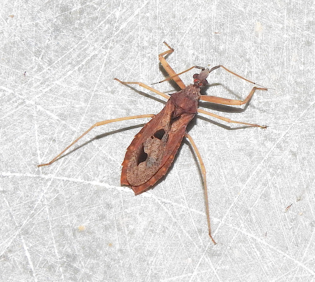 Duriocoris