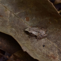 Pseudophilautus wynaadensis