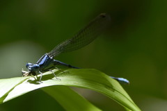 Argia funebris