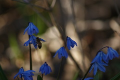 Scilla siberica