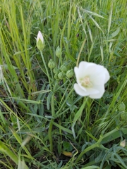 Callirhoe alcaeoides