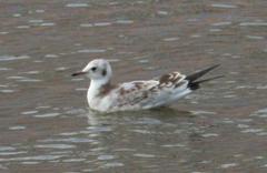 Chroicocephalus ridibundus