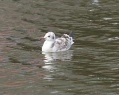 Chroicocephalus ridibundus