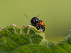 Cryptocephalus anticus