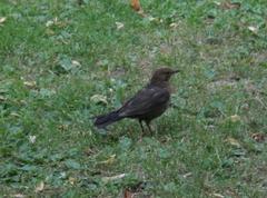 Turdus merula