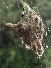 Caerostris sexcuspidata