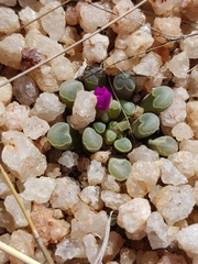 Frithia pulchra