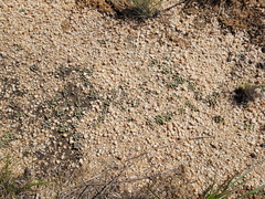 Frithia pulchra