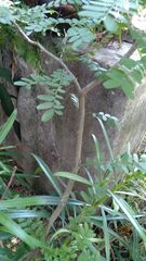 Gleditsia triacanthos