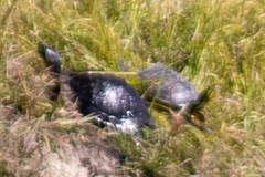 Trachemys scripta elegans