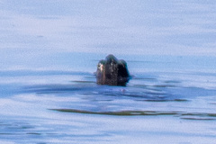 Trachemys scripta elegans