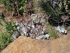 Cotyledon orbiculata oblonga