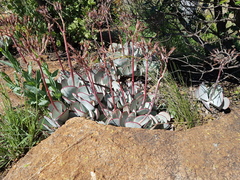 Cotyledon orbiculata oblonga
