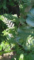 Gleditsia triacanthos