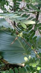 Gleditsia triacanthos