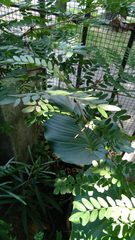 Gleditsia triacanthos