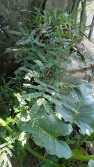 Gleditsia triacanthos