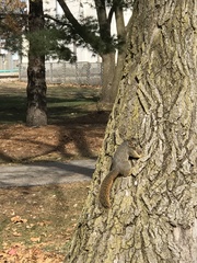 Sciurus niger
