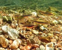 Chrosomus erythrogaster