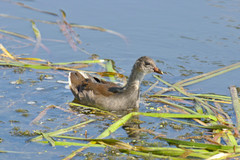 Gallinula chloropus