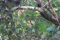 Myiopagis viridicata