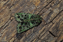 Heterochroma beryllus