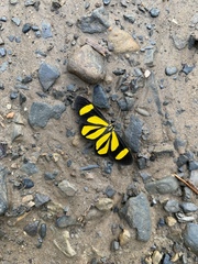 Cyllopoda claudicula