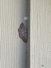 Prochoerodes forficaria