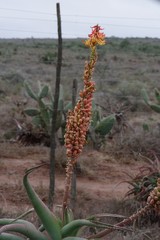 Aloe africana
