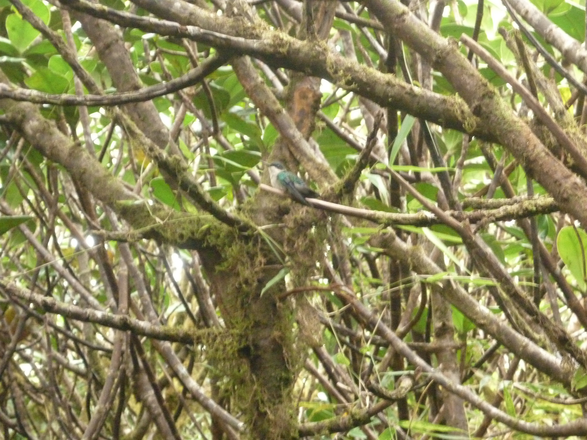Blue-headed Hummingbird (Riccordia bicolor), photo 10