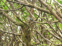 Riccordia bicolor