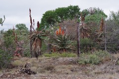 Aloe africana