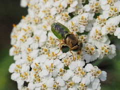 Odontomyia angulata