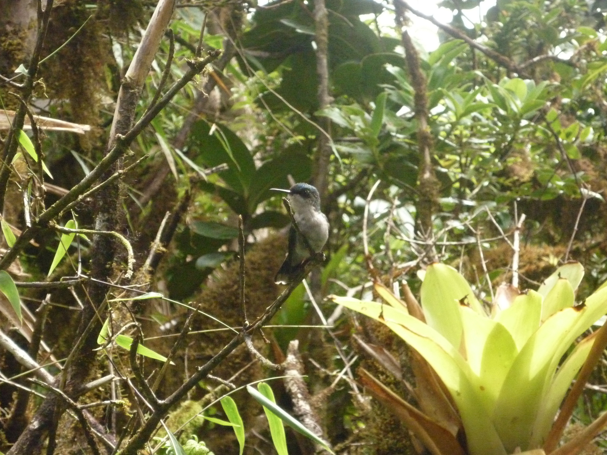 Blue-headed Hummingbird (Riccordia bicolor), photo 9