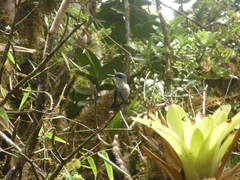 Riccordia bicolor