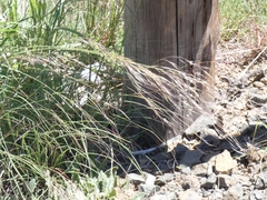 Aristida meridionalis