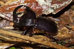 Megaceras
