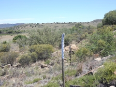 Aristida meridionalis