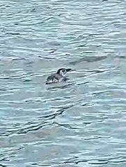 Spheniscus magellanicus